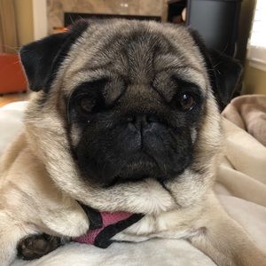 Meet your Posher, Tracy